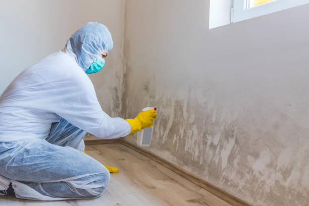 Licensed Mold Testing service in Jamison, PA - WQB Mold Removal